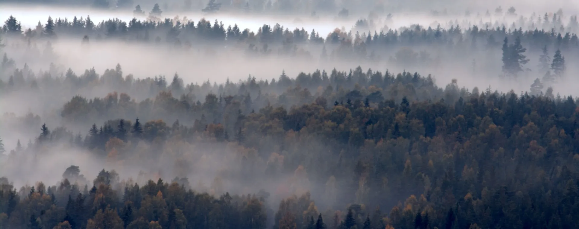 Coniferous forest in fog.
