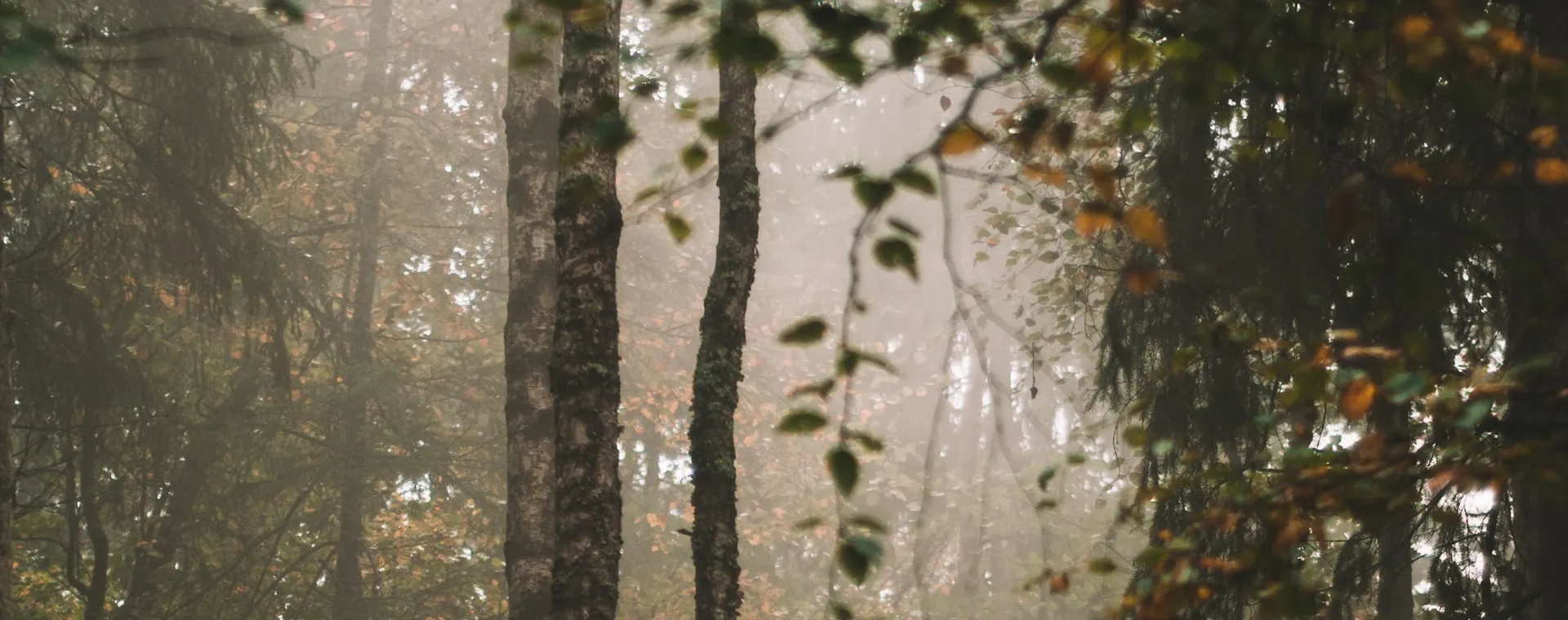 Forest in autumn colours.