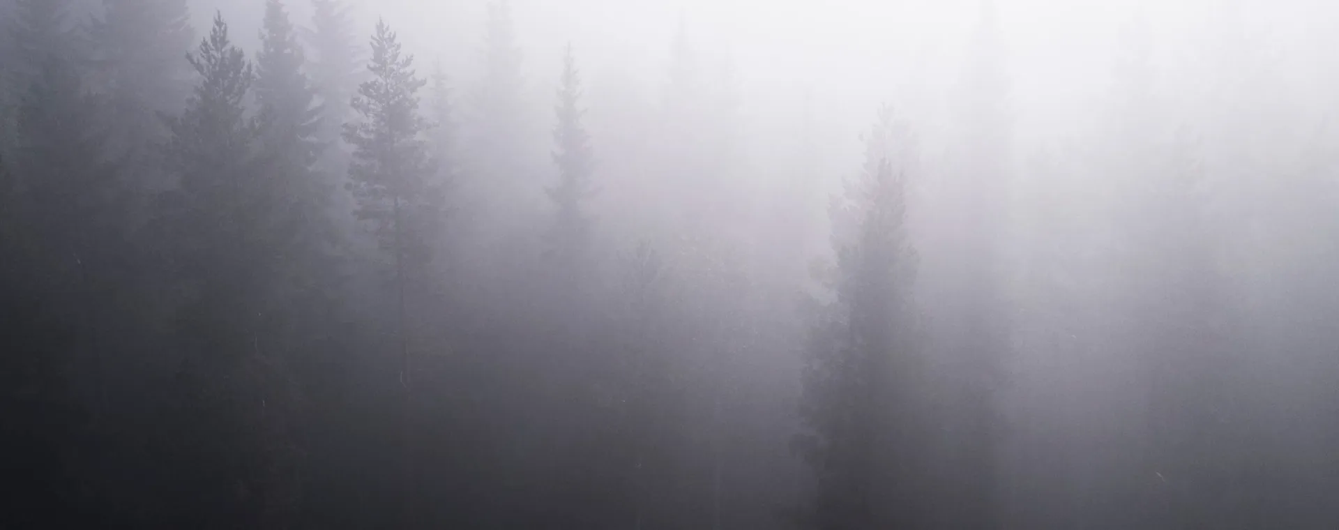 Dense forest in fog.